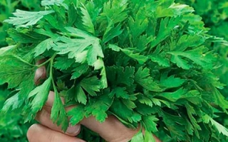 Пышная Особа