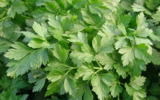 Свежая петрушка на грядке - Росава