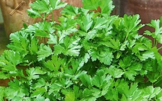 Пакет семян петрушки «РУССКОЕ ЗАСТОЛЬЕ» с изображением зелени