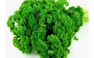 Свежая петрушка на белом фоне - Стихия