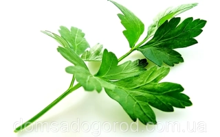 Свежая петрушка на белом фоне - Топит