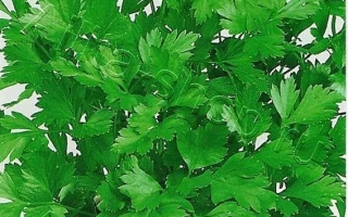 Утренняя Свежесть