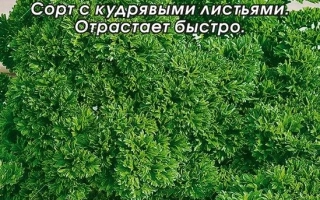 Семена петрушки Ворожея на зеленом фоне