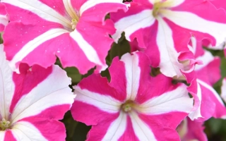 Розовая Пантера