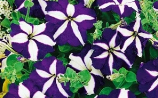 Синяя Звезда