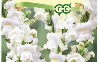 Снежный Барс