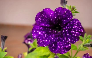 Темный Крепдешин Ночи