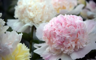 300 ЛЕТ БОТСАДУ МГУ