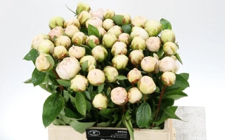 Боул оф Крим