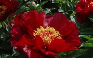 Червоні вітрила