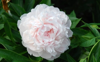 Білий пион з рожевими відтінками на зелених листках - ДЖЕССІ ГІСТ