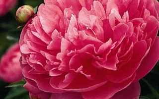 Рожевий пион на фоні зелені - ДЖОН ГО́ВАРД ВЕЙҐЕЛ