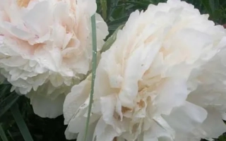 Джордж Николз