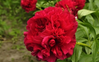 Едгар Джессеп