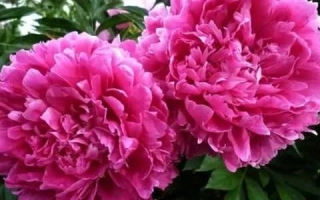 Глори Хелілюйен