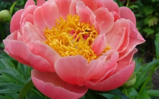 Небесна Рожева