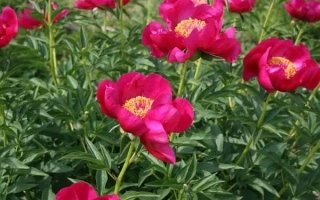 Хохломська розпис