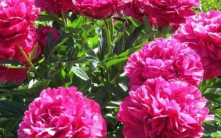 Пион рожевий у квіту на фоні зелені - КАНЗАС