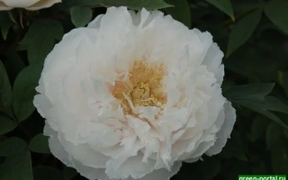 Клара Кісєлєва