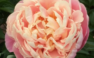 Кліє Колл / Клєа Кол