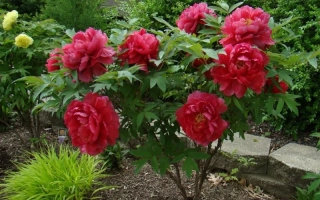 Червоний ШАР