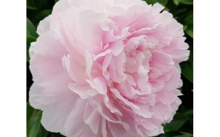 Лотті Даузон Реа / Лотті Даузон Реа