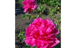 Людмила Миронова