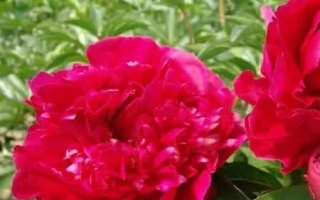 Маршал Маг-Магон / Маршал Мак-Магон