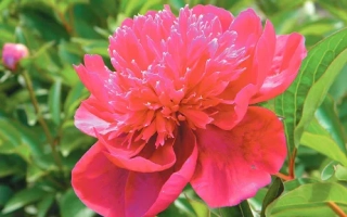 МЕЧТА С.П. КОРОЛЕВА