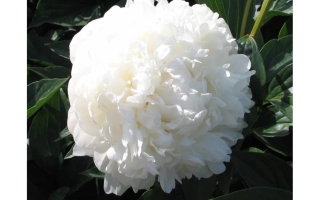 МЕЧЛЕС Б’ЮТІ