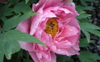 Михаил Ломоносов