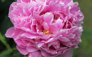 Мустай Карим