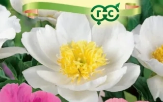 Чарівність