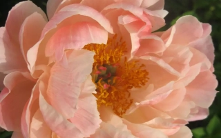 Очарование Ольги