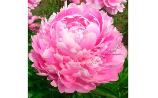 Ольга Кравченко