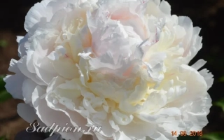 ПАМЯТИ А.С. САХАРОВОЙ