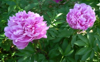 Песня Курая