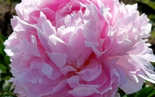 Пінк Рейдженс / Пінк Рейдженс