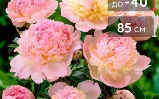 Малиновий Сандей