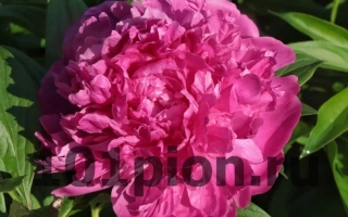 Рудольф Нуреев