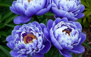 Сиреневий Туман