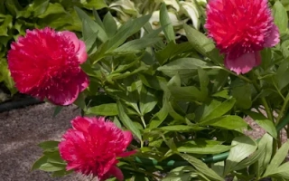 Стоп лайт / Стоп Лайт