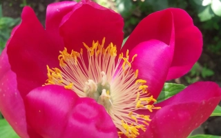 Стрили Амура