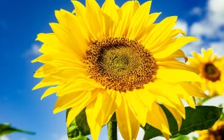 Соняшник на фоні блакитного неба - 1100 СТ