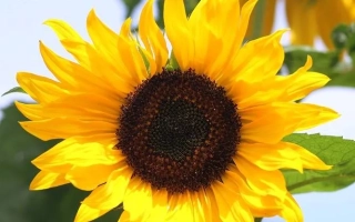 Соняшник на фоні неба, частина квітка видно в кадрі. - 1349 ІМІ