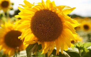 Соняшник на полі, без назви продукту - 16 З 09