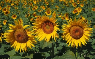 Поле соняшника з крупним планом квітів - 2343 СТ