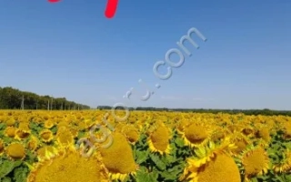 Sunflower field with text 054 - 325 DMRS NS