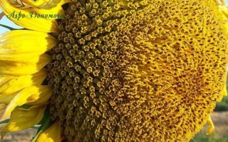 Соняшник 45 П 60 на полі