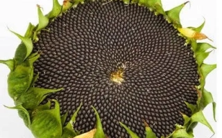 Свежесобранный подсолнечник сорта Агат на белом фоне